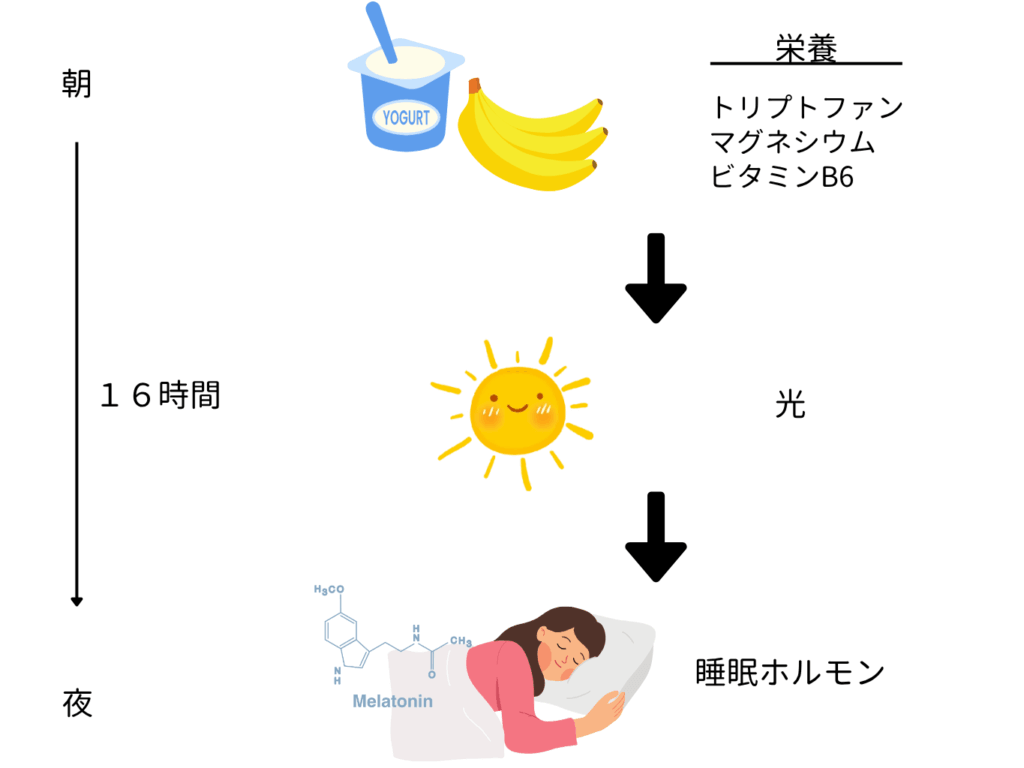 良い睡眠のメカニズム図